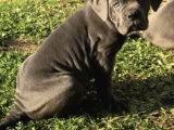 Cane Corso En Kalitelisi Bizde Var