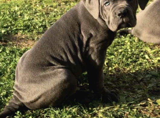 Cane Corso En Kalitelisi Bizde Var görsel