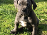 Cane corso en kalitelisi bizde var