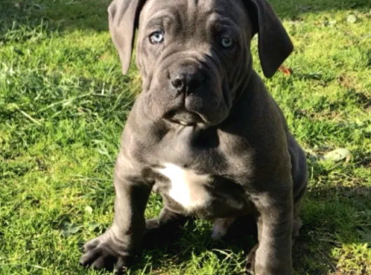 Cane Corso En Kalitelisi Bizde Var