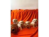 Minik Maltipoo Bebeklerimiz