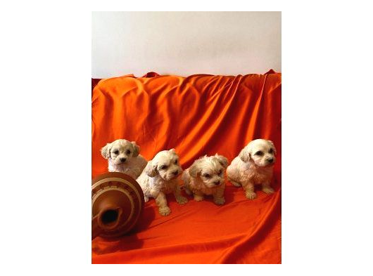 Minik Maltipoo Bebeklerimiz