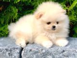 Pomerrian boo yavrular