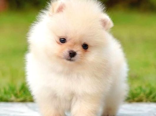 Pomerrian Boo Yavrular görsel