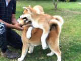Japonların Efsanevi Köpeği Akita Yavruları
