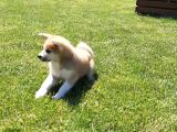 Japonların Efsanevi Köpeği Akita Yavruları