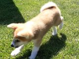 Japonların Efsanevi Köpeği Akita Yavruları