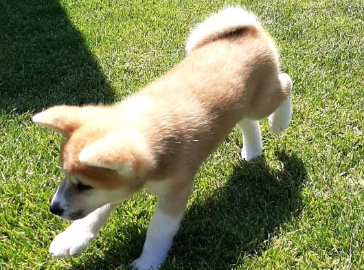 Japonların Efsanevi Köpeği Akita Yavruları görsel