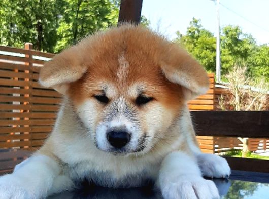 Japonların Efsanevi Köpeği Akita Yavruları görsel