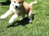 Japonların Efsanevi Köpeği Akita Yavruları