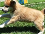 Japonların Efsanevi Köpeği Akita Yavruları