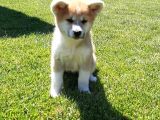 Japonların Efsanevi Köpeği Akita Yavruları