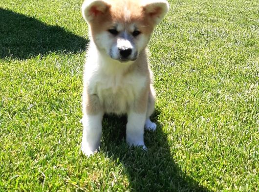 Japonların Efsanevi Köpeği Akita Yavruları görsel