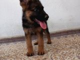 Irk Ve Sağlik Garanti̇li̇ Alman Kurdu Yavrularimiz