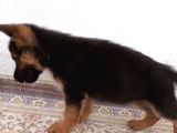 Irk Ve Sağlik Garanti̇li̇ Alman Kurdu Yavrularimiz