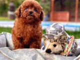 Poodle Çi̇fli̇ği̇nden Hari̇ka Bebekler