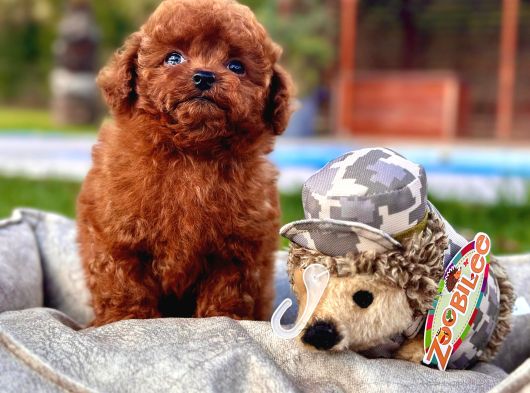 Poodle Çi̇fli̇ği̇nden Hari̇ka Bebekler görsel