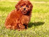 Poodle Çi̇fli̇ği̇nden Hari̇ka Bebekler