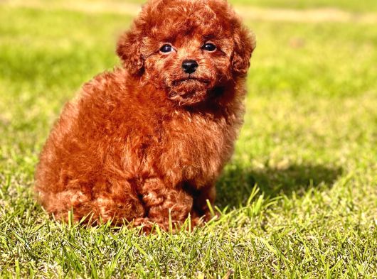 Poodle Çi̇fli̇ği̇nden Hari̇ka Bebekler görsel