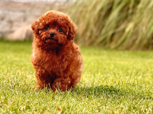 Poodle Çi̇fli̇ği̇nden Hari̇ka Bebekler görsel