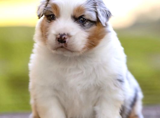 Benzersiz Bi Deneyim İçin Avustralya Çoban Köpeklerimizle Ta görsel