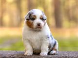 Benzersiz Bi Deneyim İçin Avustralya Çoban Köpeklerimizle Ta