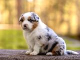 Benzersiz Bi Deneyim İçin Avustralya Çoban Köpeklerimizle Ta