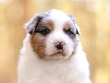 Benzersiz Bi Deneyim İçin Avustralya Çoban Köpeklerimizle Ta