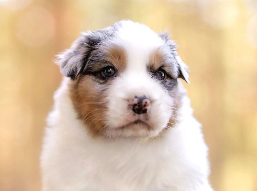 Benzersiz Bi Deneyim İçin Avustralya Çoban Köpeklerimizle Ta görsel