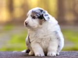 Benzersiz Bi Deneyim İçin Avustralya Çoban Köpeklerimizle Ta