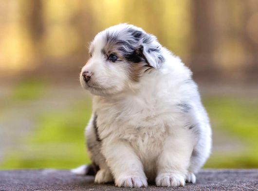 Benzersiz Bi Deneyim İçin Avustralya Çoban Köpeklerimizle Ta görsel