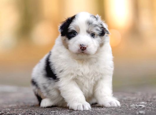 Benzersiz Bi Deneyim İçin Avustralya Çoban Köpeklerimizle Ta