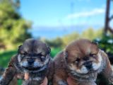 Safkan Chow Chow Bebekler