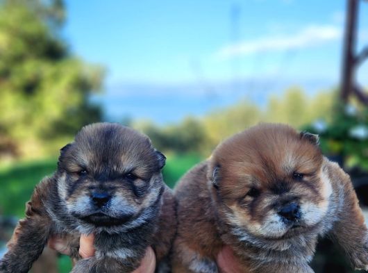 Safkan Chow Chow Bebekler görsel