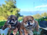 Safkan chow chow bebekler
