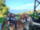 Safkan Chow Chow Bebekler