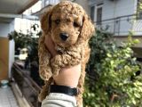 Orjinal Sağıklı Bebekler