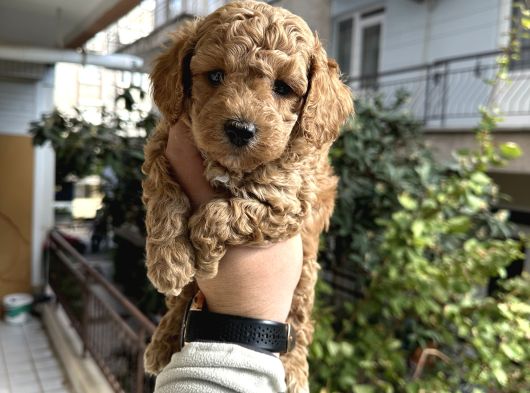 Orjinal Sağıklı Bebekler görsel