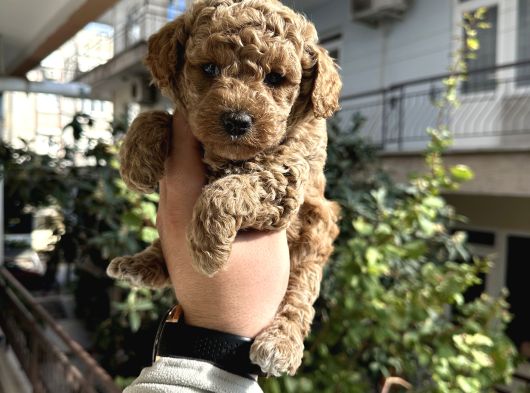 Orjinal Sağıklı Bebekler görsel