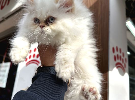 A Kalite Persian Bebekler görsel
