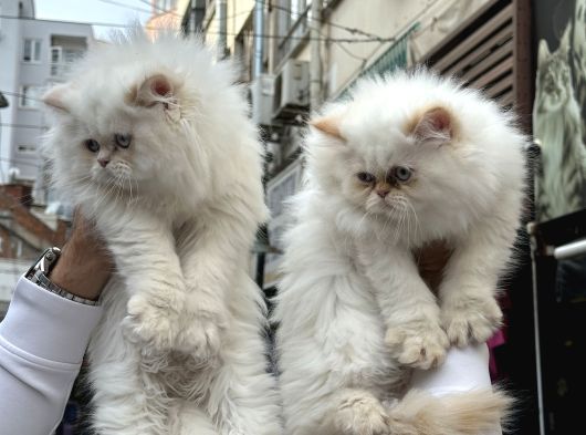 A Kalite Persian Bebekler görsel