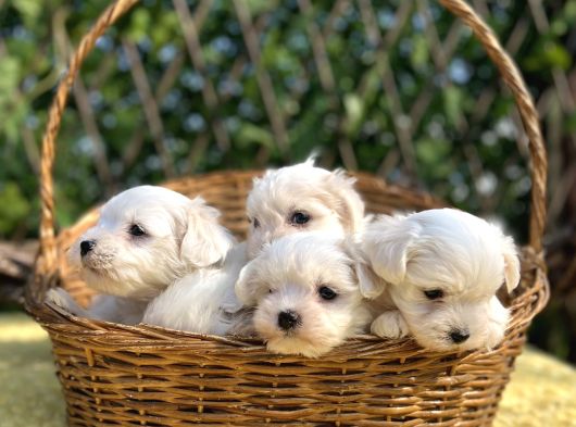 Kar Beyaz Irk Garantili Maltese Terrier Yavrular görsel