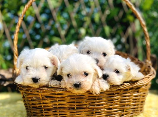 Kar Beyaz Irk Garantili Maltese Terrier Yavrular görsel
