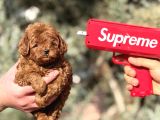 Kore toy poodle yavrularımız