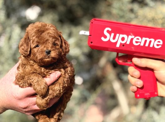 Kore Toy Poodle Yavrularımız