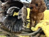 Tüy Dökmez Koku Yapmaz Toy Poodle Yavrular