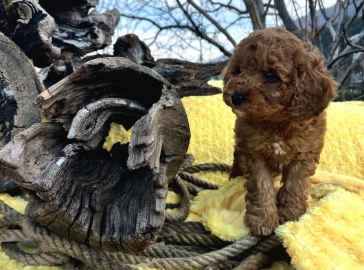 Tüy Dökmez Koku Yapmaz Toy Poodle Yavrular görsel