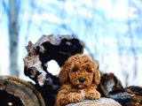 Tüy Dökmez Koku Yapmaz Toy Poodle Yavrular