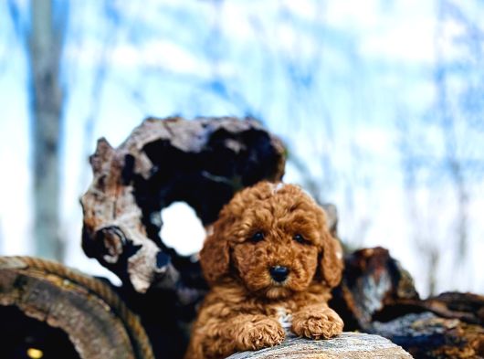 Tüy Dökmez Koku Yapmaz Toy Poodle Yavrular