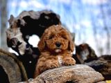 Tüy Dökmez Koku Yapmaz Toy Poodle Yavrular